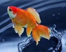六角恐龍魚多久吃一次魚糞便：六角恐龍魚一般多久喂一次 六角恐龍魚多久吃一次魚糞便：六角恐龍魚一般多久喂一次 龍魚百科 第2張