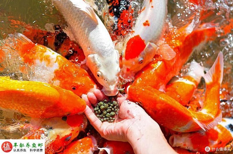 恐龍魚吃凍干飼料嗎？：恐龍魚可以食用凍干飼料但需注意以下要點：05:3200
