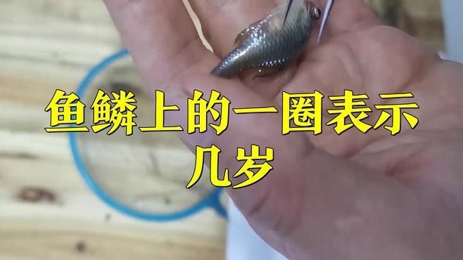 還有哪些方法可以判斷魚類的年齡：判斷魚類年齡的方法除常見的魚鱗和耳石外