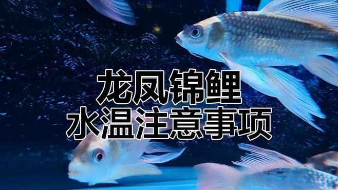哪里可以購買到這兩種龍鳳魚：購買龍鳳錦鯉的推薦渠道
