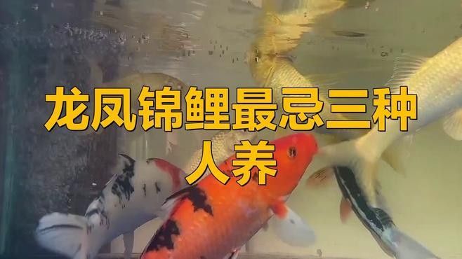 哪里可以購買到這兩種龍鳳魚：購買龍鳳錦鯉的推薦渠道