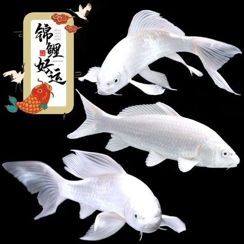 哪里可以購買到這兩種龍鳳魚：購買龍鳳錦鯉的推薦渠道