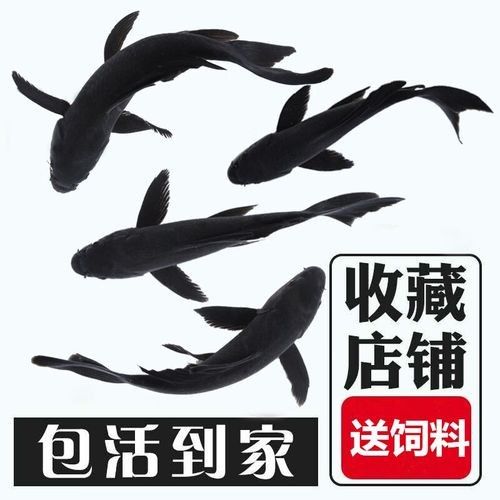 哪里可以購買到這兩種龍鳳魚：購買龍鳳錦鯉的推薦渠道