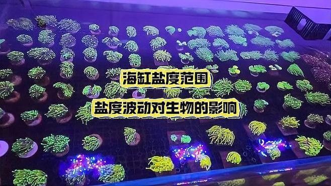 有哪些耐低鹽度的海水魚？：五種超平價海水魚，適合新手養殖,新手必看!