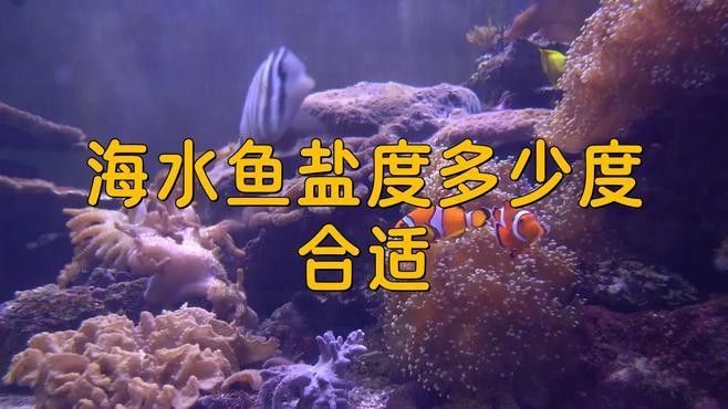 有哪些耐低鹽度的海水魚？：五種超平價海水魚，適合新手養殖,新手必看!