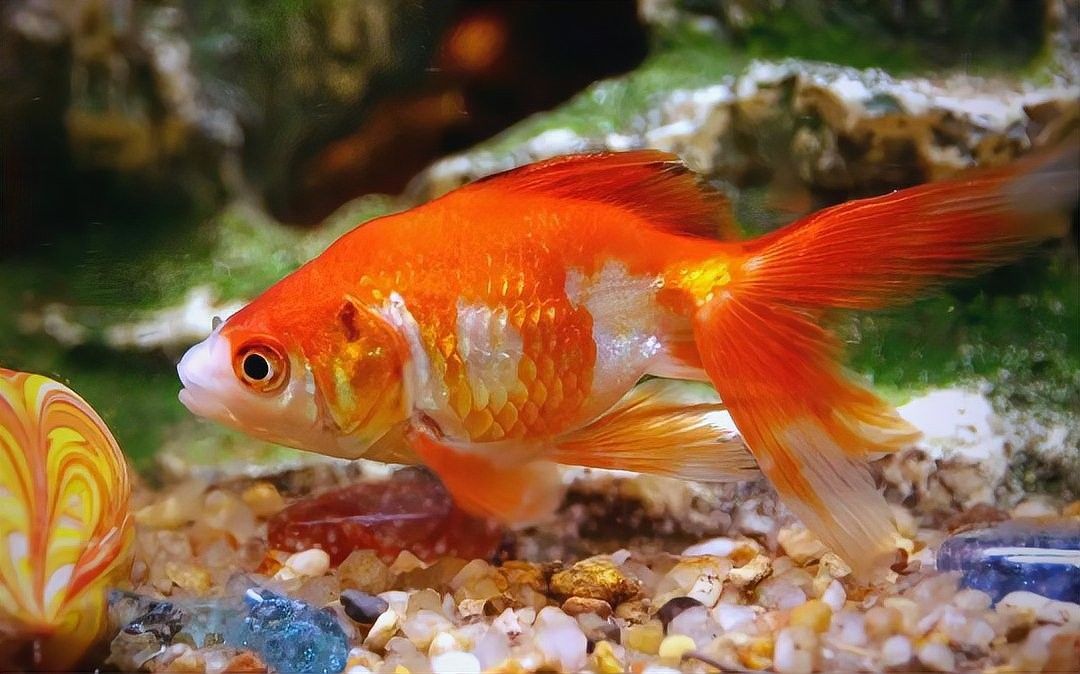 金龍魚加鹽后需要換水嗎：金龍魚加鹽后是否需要換水
