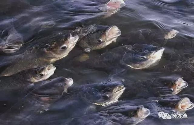 龍魚浮在水面不動多久會死：龍魚浮在水面不動的存活時間受多種因素影響