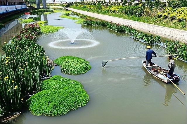 龍魚浮在水面不動多久會死：龍魚浮在水面不動的存活時間受多種因素影響