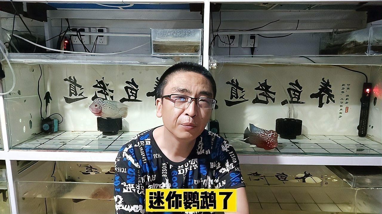 如何設置魚缸以適應兩種魚的混養：養魚說魚缸混養技巧:注意這三點避免爭斗游跡客