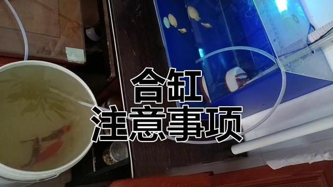 如何設置魚缸以適應兩種魚的混養：養魚說魚缸混養技巧:注意這三點避免爭斗游跡客