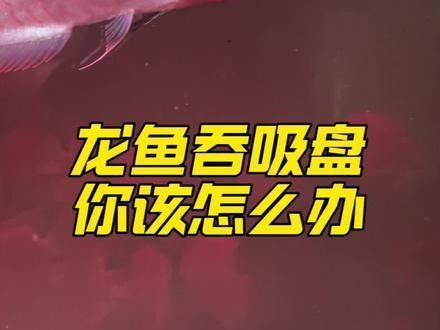 金龍魚吞下異物后如何護理？：金龍魚吞食異物后立即停止喂食，觀察其狀態并采取針對性護理措施