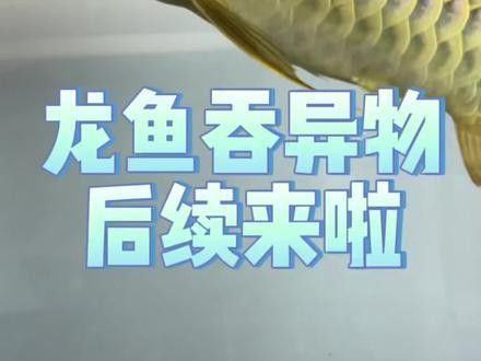 金龍魚吞下異物后如何護理？：金龍魚吞食異物后立即停止喂食，觀察其狀態并采取針對性護理措施