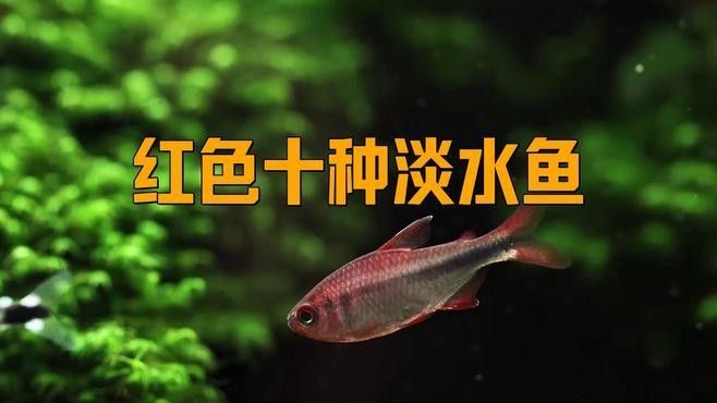 哪種小紅魚更適合喂龍魚：紅劍魚：作為活體飼料，紅劍魚能激發(fā)龍魚的捕食本能
