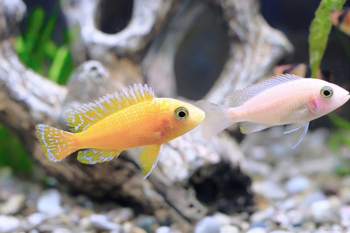 如何保持龍魚的水質穩定：保持龍魚水質穩定是飼養成功的關鍵，需綜合調控水溫、過濾系統、換水策略及日常管理