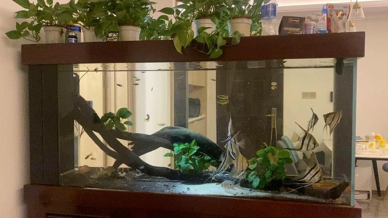龍魚摔傷后多久會(huì)恢復(fù)：雷龍魚摔傷后的恢復(fù)時(shí)間因損傷程度不同而有所差異