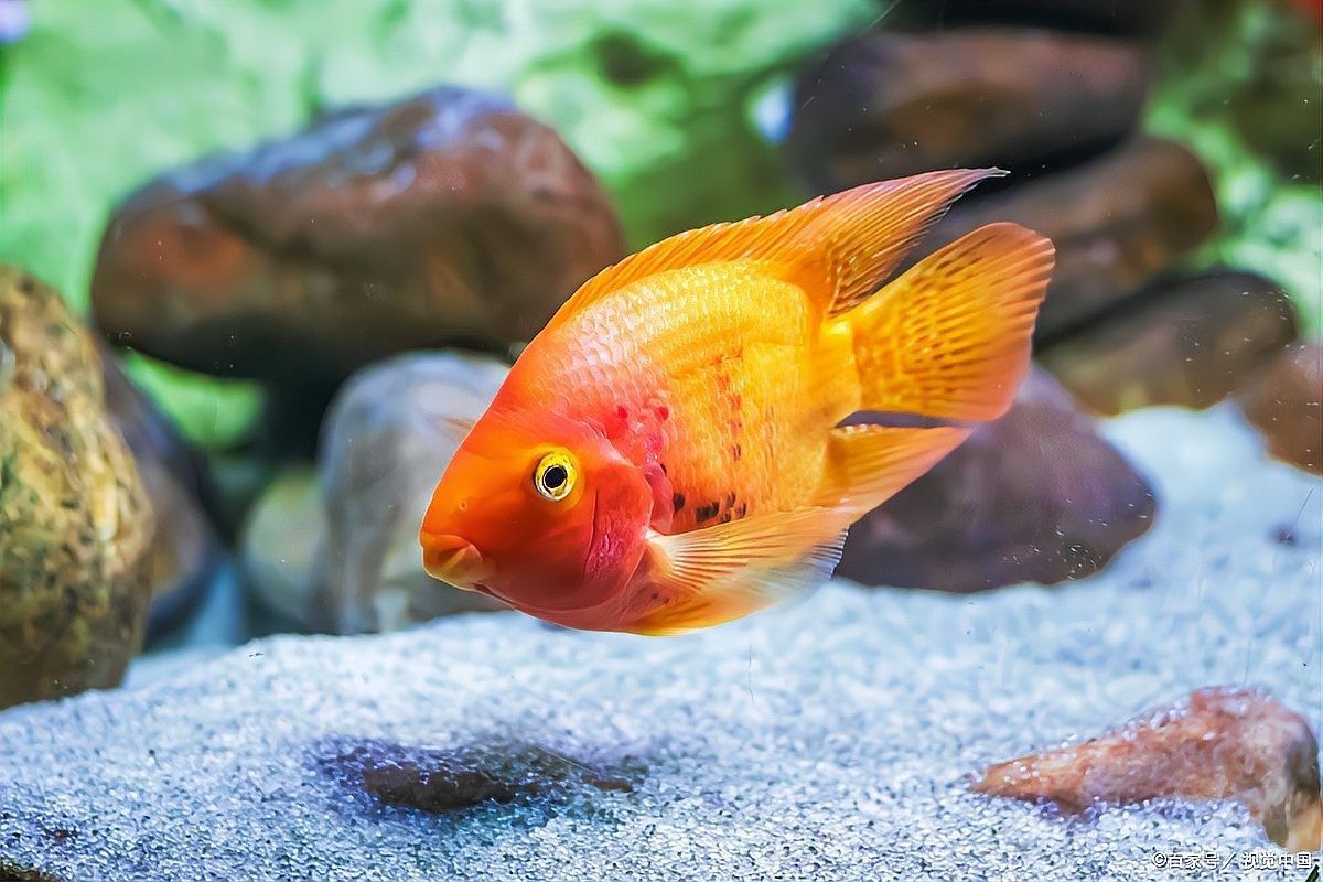 龍魚摔傷后多久會(huì)恢復(fù)：雷龍魚摔傷后的恢復(fù)時(shí)間因損傷程度不同而有所差異