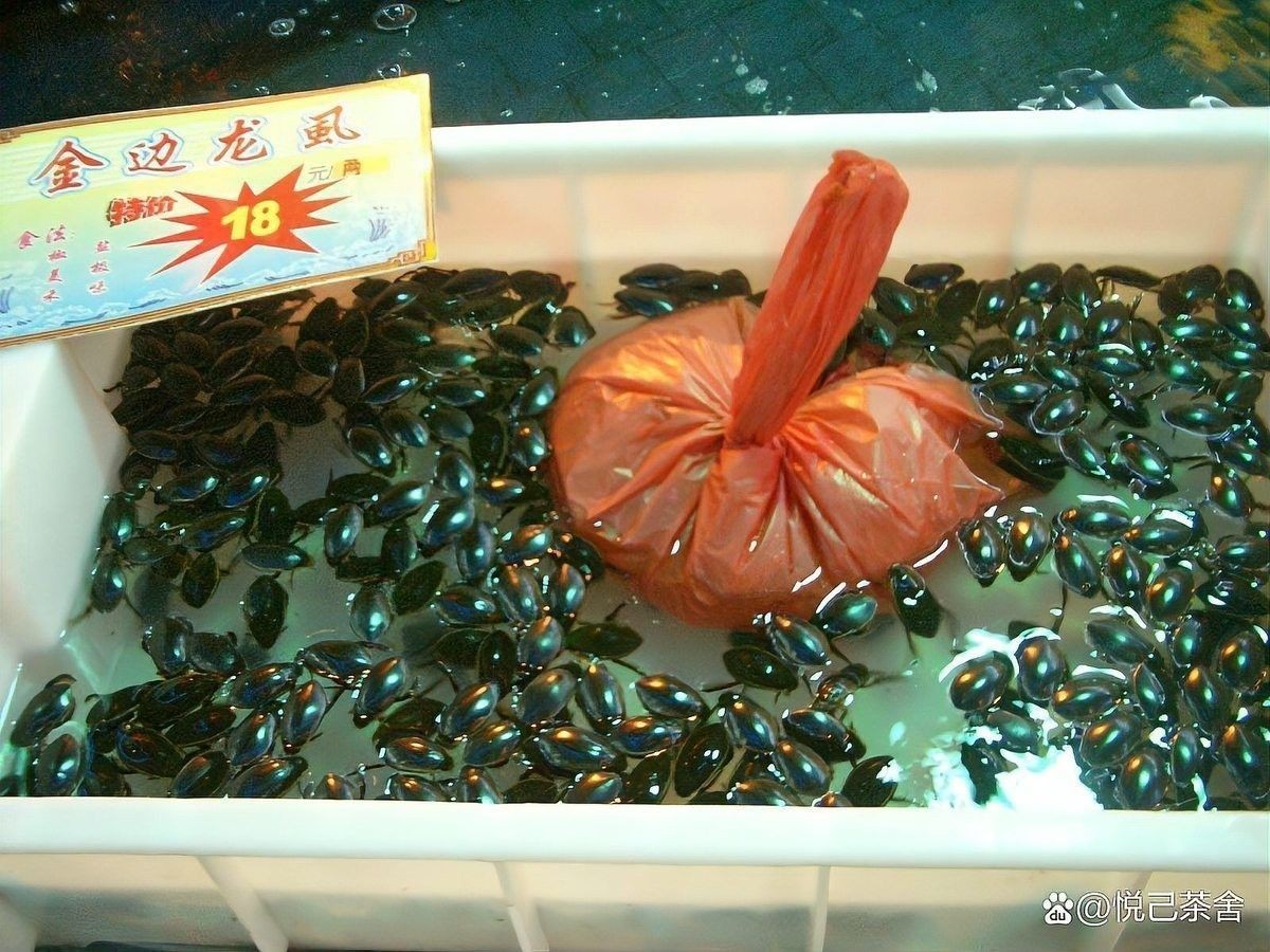 哪個(gè)龍魚市場(chǎng)的口碑最好：廣州龍魚祥龍魚場(chǎng)