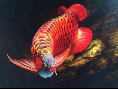 哪個(gè)龍魚市場(chǎng)的口碑最好：廣州龍魚祥龍魚場(chǎng)
