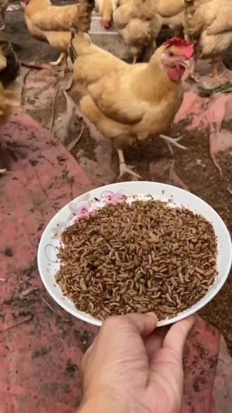 哪個(gè)龍魚市場(chǎng)的口碑最好：廣州龍魚祥龍魚場(chǎng)