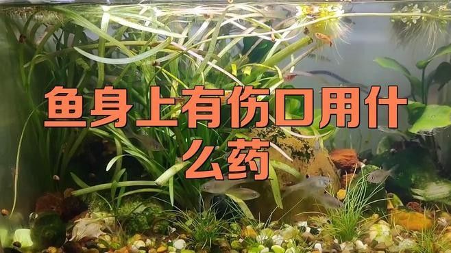 金龍魚(yú)傷勢(shì)嚴(yán)重如何緊急處理？：養(yǎng)魚(yú)老道，龍魚(yú)急救大作戰(zhàn)