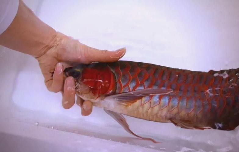 如何挑選紅龍魚？：如何挑選紅龍魚