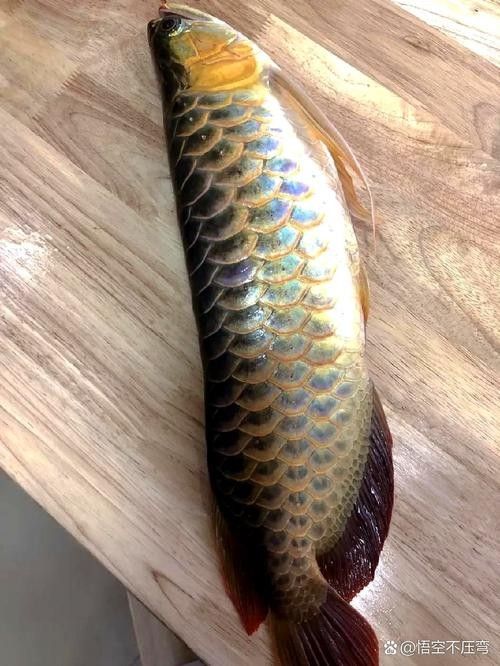 金龍魚圖片做微信頭像如何：微信頭像選擇金龍魚圖片的多重寓意和使用建議