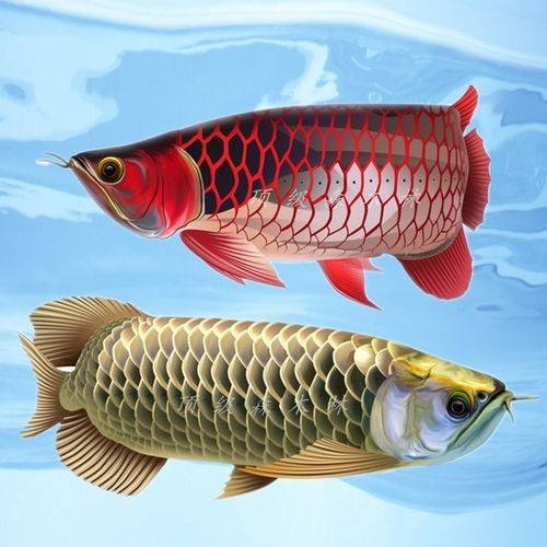 金龍魚圖片做微信頭像如何：微信頭像選擇金龍魚圖片的多重寓意和使用建議