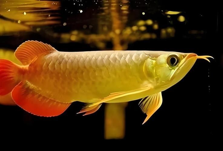 金龍魚圖片做微信頭像如何：微信頭像選擇金龍魚圖片的多重寓意和使用建議