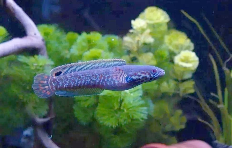 如何改善七彩雷龍魚的水質(zhì)？：七彩雷龍魚對水質(zhì)適應(yīng)性強(qiáng)但弱酸性水質(zhì)ph6.5左右