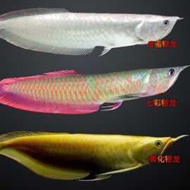 黃化龍魚的價格是多少？：養(yǎng)黃化龍魚的一點心得
