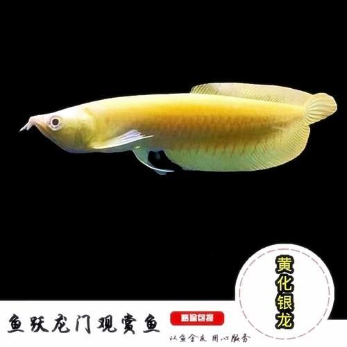 黃化龍魚的價格是多少？：養(yǎng)黃化龍魚的一點心得