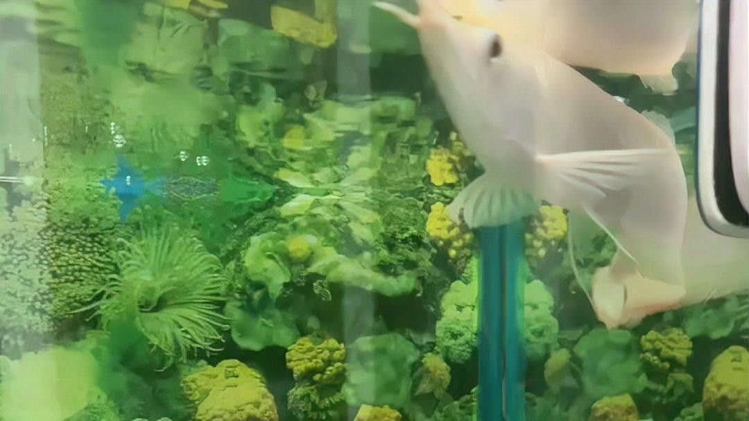黃化龍魚的價格是多少？：養(yǎng)黃化龍魚的一點心得