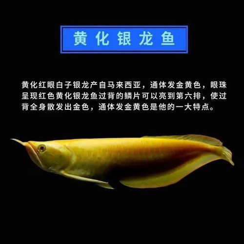 黃化龍魚的價格是多少？：養(yǎng)黃化龍魚的一點心得