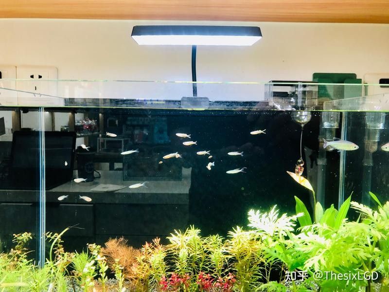 曼龍魚混養需要多大的過濾器：曼龍魚混養時過濾器的選擇需綜合考慮