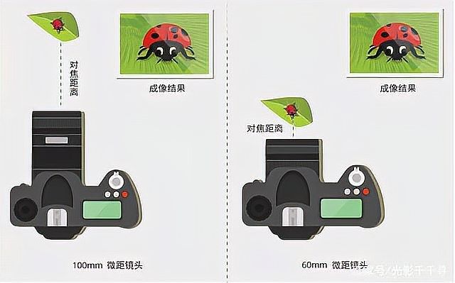 如何選擇適合紅龍魚的微距鏡頭：紅龍魚微距攝影入門指南