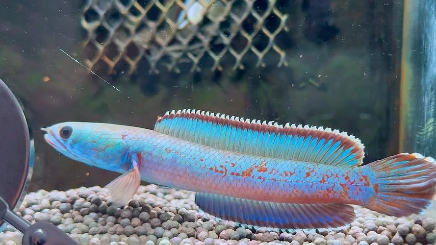 雷龍魚冬季需要加溫嗎？：雷龍魚冬季是否需要加溫