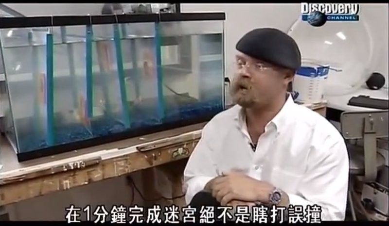 金龍魚能記住哪些信息？：金龍魚的智商相當(dāng)于人幾歲