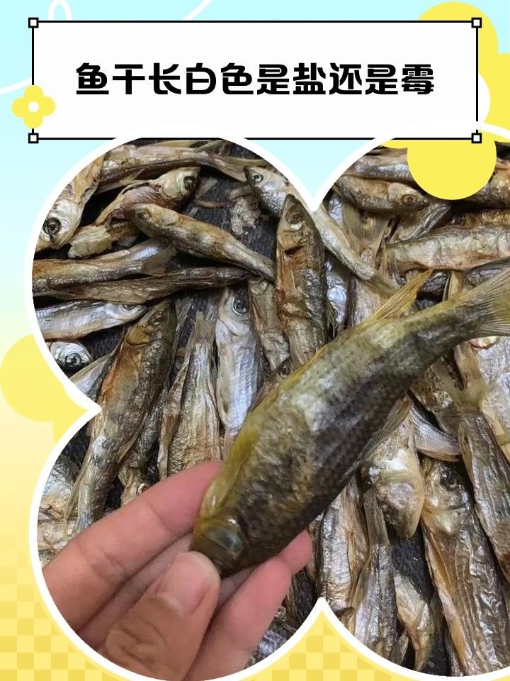 如何判斷海龍魚干是否受潮？：判斷海龍魚干是否受潮需綜合觀察外觀、氣味及儲存狀態