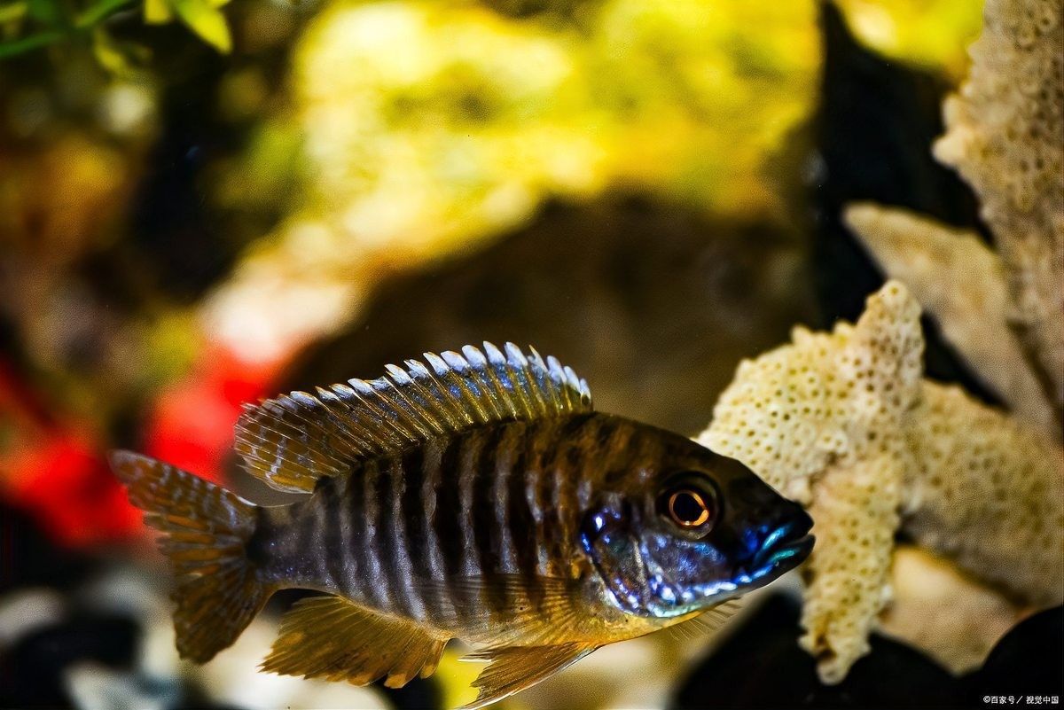 藍曼龍魚多久換一次水：藍曼龍魚怎么養5個步驟讓你成為養魚專家