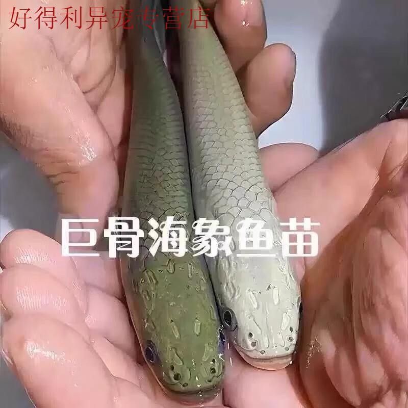 巨骨舌魚和紅龍魚哪個更大：巨骨舌魚和紅龍魚哪個更稀有？ 巨骨舌魚和紅龍魚哪個更大：巨骨舌魚和紅龍魚哪個更稀有？ 龍魚百科 第2張