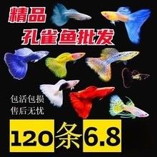 藍(lán)龍孔雀魚的價(jià)格是多少：藍(lán)龍孔雀魚價(jià)格因品種、品相和購買渠道不同而有所差異