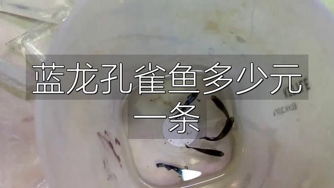 藍(lán)龍孔雀魚的價(jià)格是多少：藍(lán)龍孔雀魚價(jià)格因品種、品相和購買渠道不同而有所差異