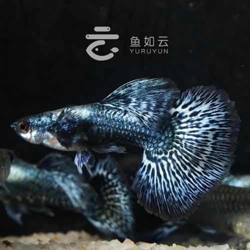 藍(lán)龍孔雀魚的價(jià)格是多少：藍(lán)龍孔雀魚價(jià)格因品種、品相和購買渠道不同而有所差異