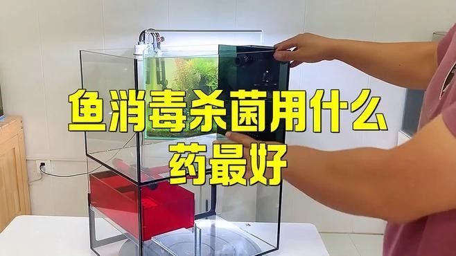 如何給白玉龍魚消毒活餌？：給白玉龍魚消毒活餌結合冷凍、鹽水浸泡及藥物處理步驟