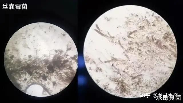 如何區分菌膜與水霉病：養魚老道觀賞魚水霉病真相大揭秘