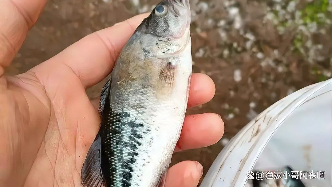 如何區分菌膜與水霉病：養魚老道觀賞魚水霉病真相大揭秘
