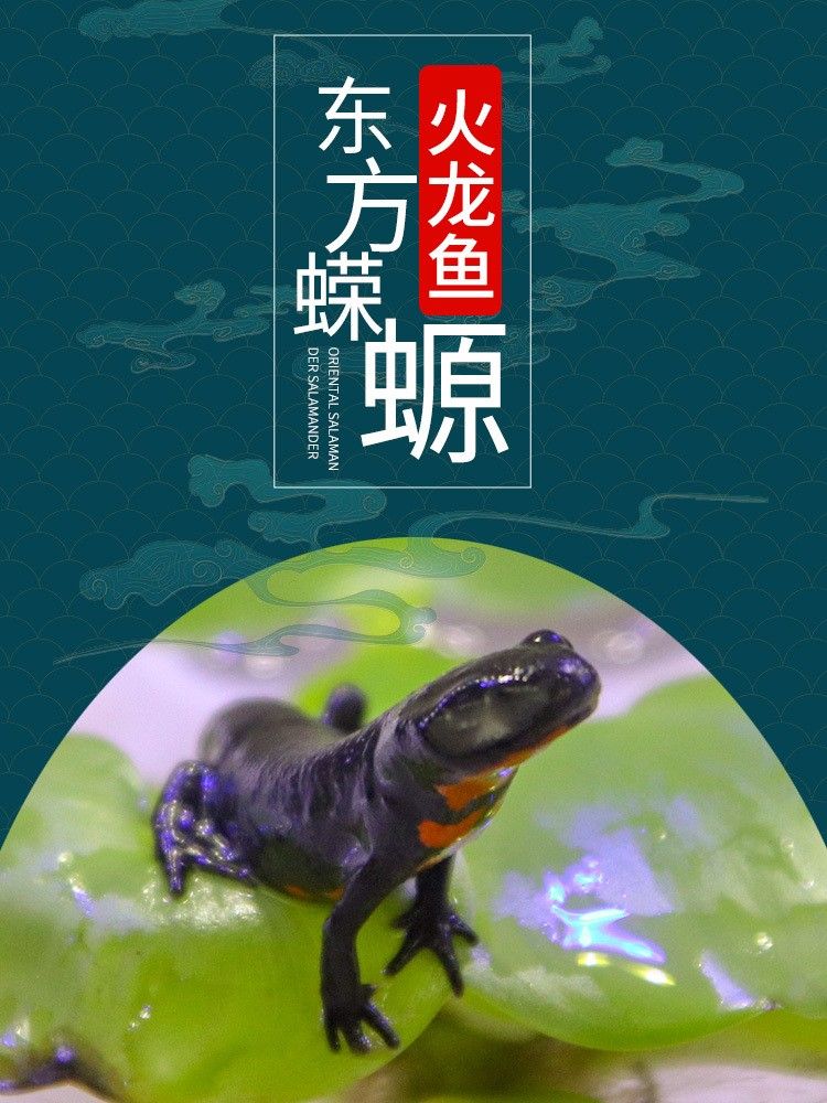 清道夫火龍魚的價格是多少：最新清道夫火龍魚價格、批發報價、價格大全-阿里巴巴