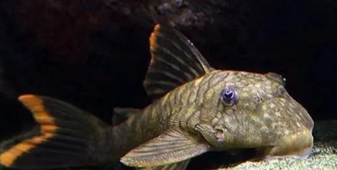 清道夫火龍魚的價格是多少：最新清道夫火龍魚價格、批發報價、價格大全-阿里巴巴