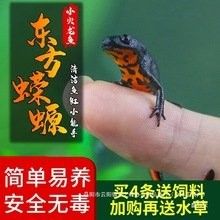 清道夫火龍魚的價格是多少：最新清道夫火龍魚價格、批發報價、價格大全-阿里巴巴