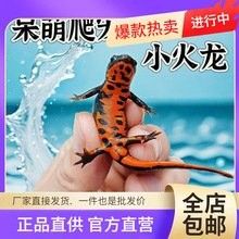 清道夫火龍魚的價格是多少：最新清道夫火龍魚價格、批發報價、價格大全-阿里巴巴